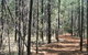 Yana-y Warruwi Walking Track - thumb 0