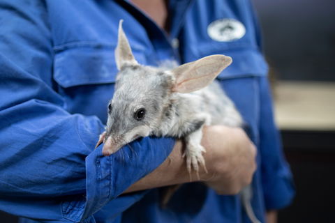 9 Day Outback Adventure - Accommodation Australia 0