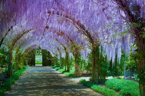 Alowyn Gardens And Nursery - Accommodation Australia 0