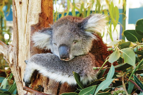 Animals And Family Fun - Accommodation Australia 0