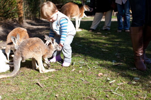 Animals And Family Fun - Accommodation Australia 1