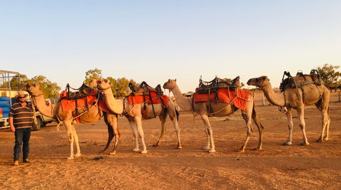 Broken Hill Camels - Accommodation Australia 0