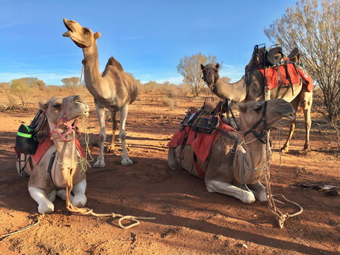 Broken Hill Camels - Accommodation Australia 1