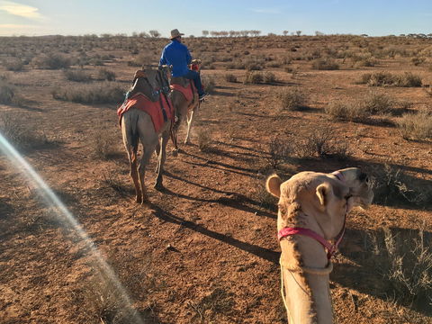 Broken Hill Camels - Accommodation Australia 2