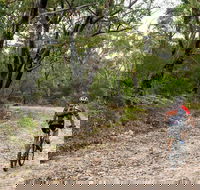 Cawleys Road trail - Local Tourism
