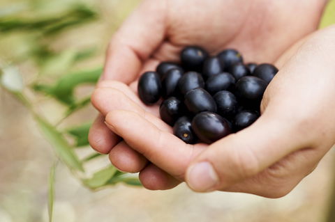 Eat, Pick, Grow Trail - Wanneroo And Chittering - Local Tourism 0