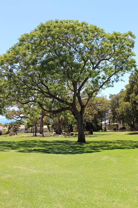 Flinders Park Playground - Local Tourism 0