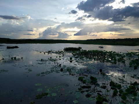 Fogg Dam Conservation Reserve - Accommodation Australia 1