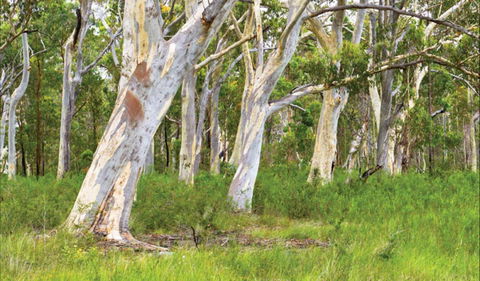 Freshwater Track - Accommodation Australia 0