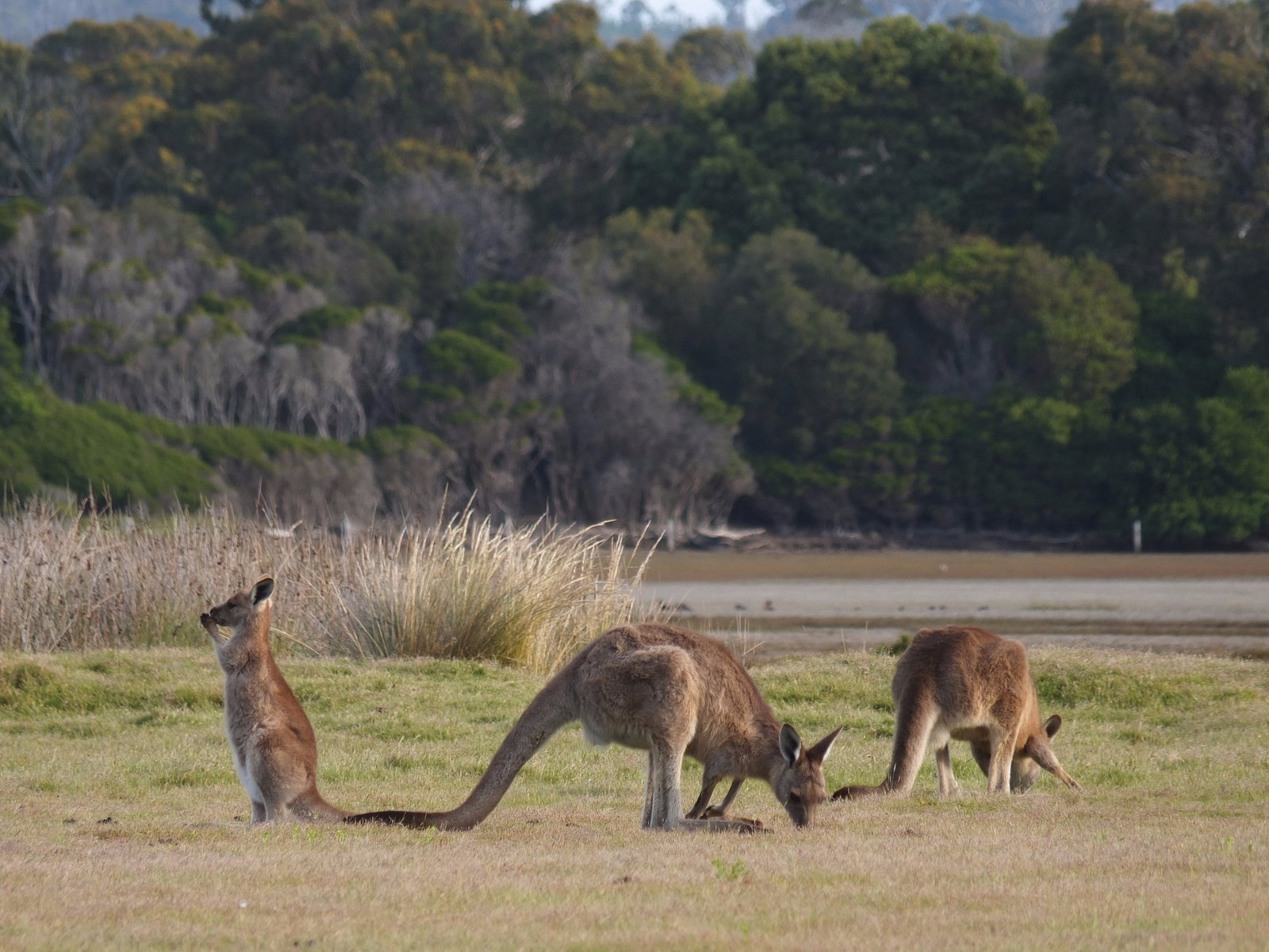 Bakers Beach TAS Local Tourism