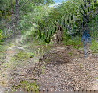 Kangaroo River Walking Track - Local Tourism