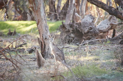 Nyah Vinifera Park - Accommodation Australia 0