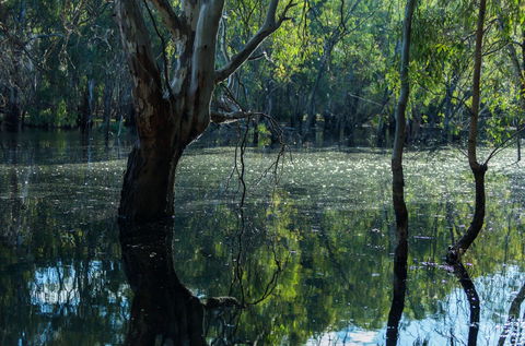 Nyah Vinifera Park - Accommodation Australia 2