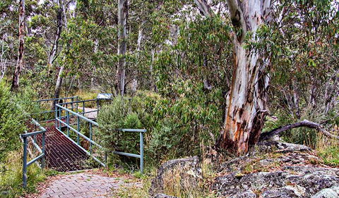 Sawpit Walking Track - Accommodation Australia 0