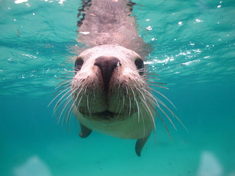Seal Cove - Local Tourism 0