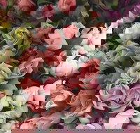 Sydney Flower Market