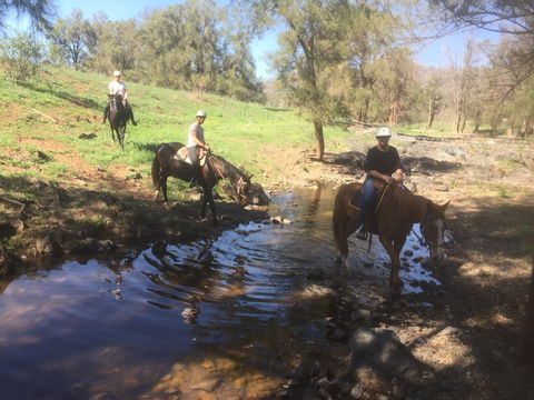 Tamworth And Kootingal Horse Riding Adventures - Local Tourism 2