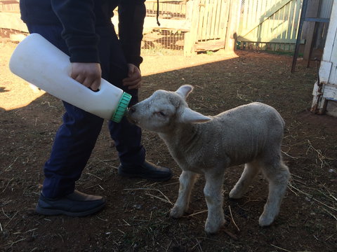 Taralga Wildlife Park - Australia Shopping 0