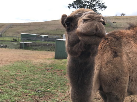Taralga Wildlife Park - Australia Shopping 1