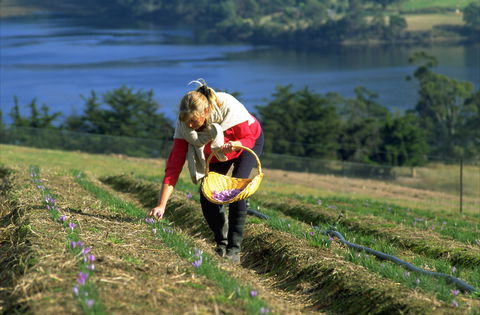 Tas-Saff - Local Tourism 0