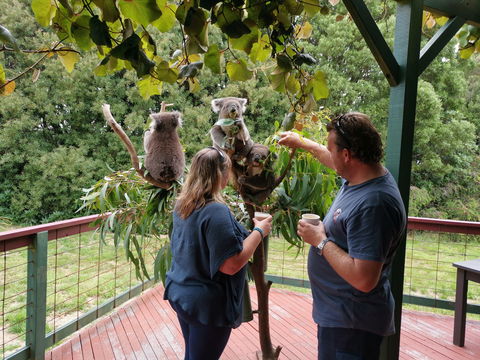 The Aussie Stop Offering Breakfast With Koalas - Local Tourism 1