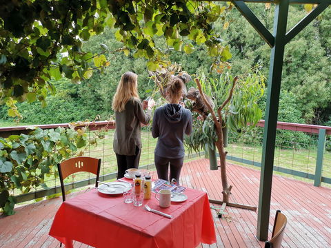 The Aussie Stop Offering Breakfast With Koalas - Local Tourism 2