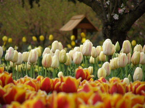 Tulip Top Gardens - Accommodation Australia 0