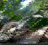 Wirrawilla Rainforest Walk - Local Tourism