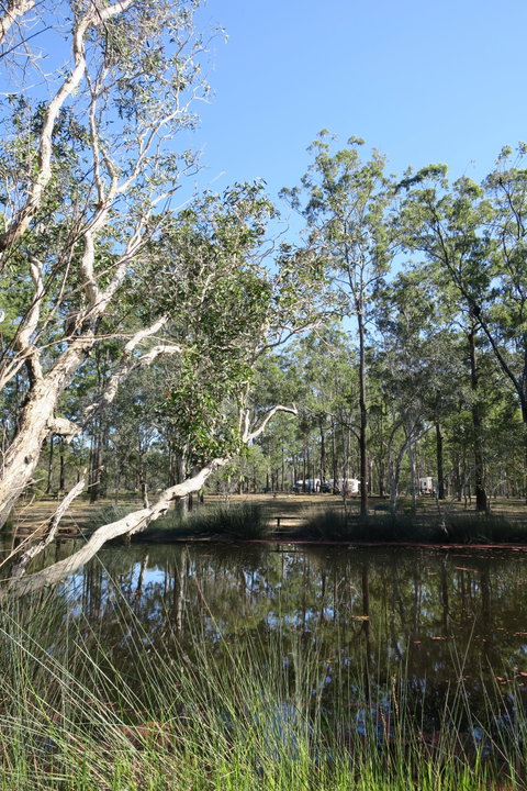 Wongi State Forest - Accommodation Australia 0