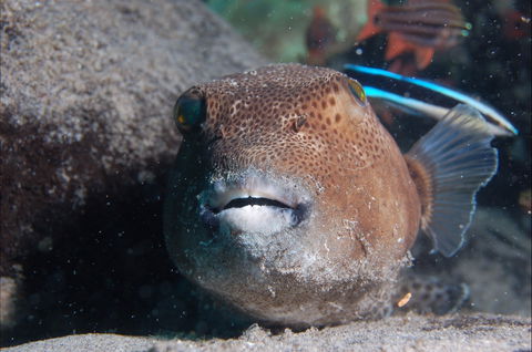 Amity Point Dive Site - Accommodation Australia 0