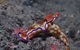Amity Point Dive Site - thumb 1