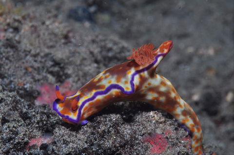 Amity Point Dive Site - Accommodation Australia 1
