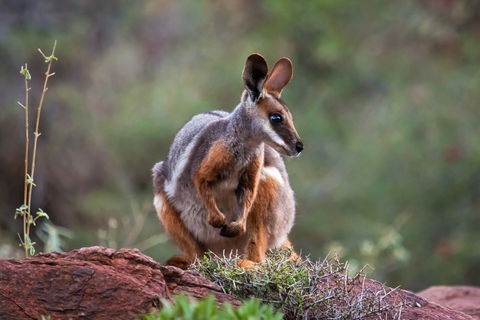 Arkaroola Wilderness Sanctuary - Accommodation Australia 0