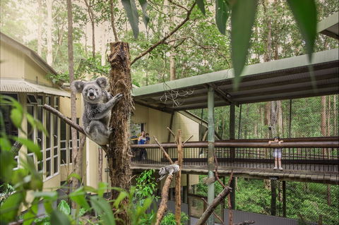 Daisy Hill Koala Centre - Accommodation Australia 0