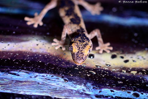 Discover Deadly - Accommodation Australia 2