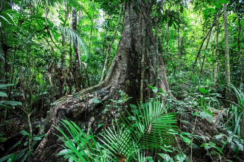 Djiru National Park - Accommodation Australia 0
