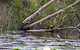 Esk River - thumb 1