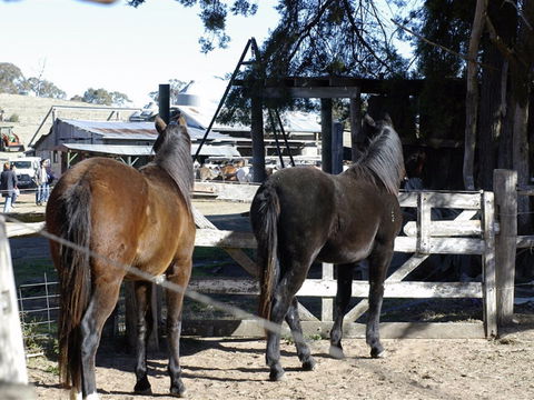 Harlow Park Horse Riding - Accommodation Australia 1