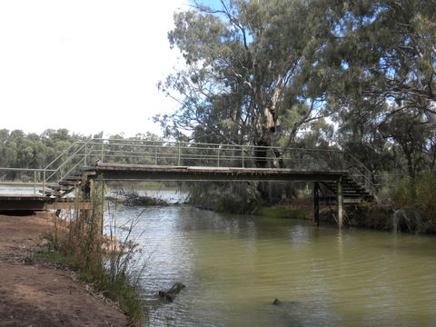 Junction Island Nature Reserve, Canoe Tree And Walking Track - Local Tourism 0
