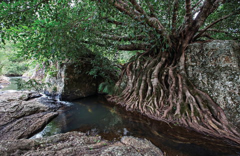 Misty Mountains Wilderness Tracks - Accommodation Australia 0