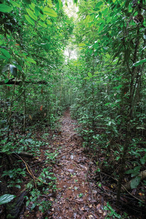 Misty Mountains Wilderness Tracks - Accommodation Australia 1