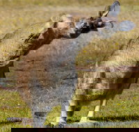 Narawntapu National Park - Local Tourism