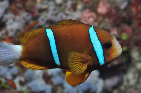 Nursery Reef - Local Tourism 0