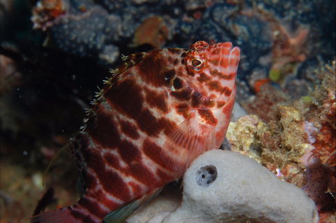 Nursery Reef - Local Tourism 1