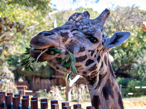 Perth Zoo - Accommodation Australia 0