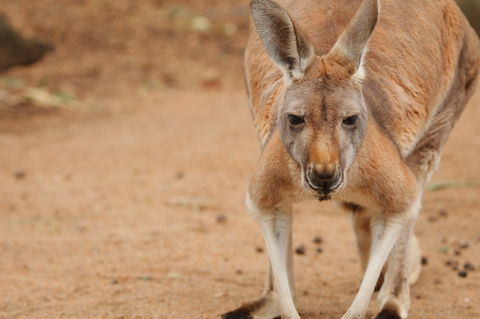 Perth Zoo - Accommodation Australia 1