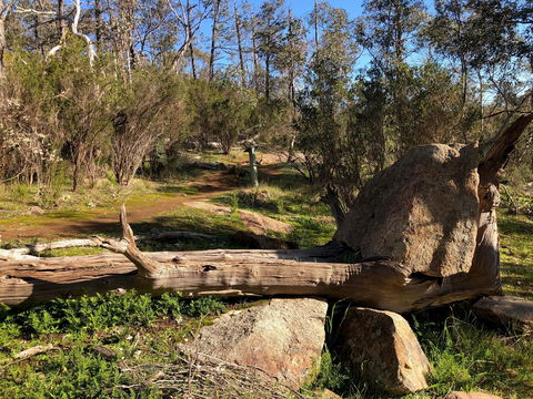 Pine Gully Nature Trail - Accommodation Australia 1