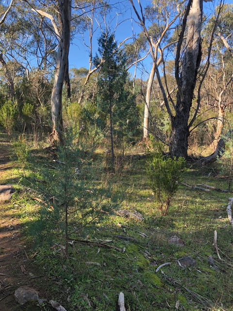 Pine Gully Nature Trail - Accommodation Australia 2