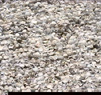 Shell Beach - Local Tourism
