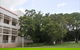 State Square Banyan Tree - thumb 0
